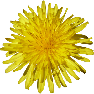 Dandelion PNG-12877